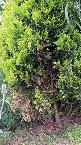 A close-up, ground-level video shows a trimmed evergreen shrub with bright green foliage on its left side and darker green foliage on its right. The shrub is in front of a blurred background that includes a brick wall and long, thin green leaves from another plant. On the lower left of the shrub, there are some dry, brown leaves. The camera pans slightly upwards, revealing the texture and density of the shrub's leaves.