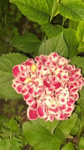 A close-up video of a pink and white hydrangea flower. The flower is in the center of the frame, surrounded by green leaves. The video zooms in and out slightly, providing different perspectives of the flower.