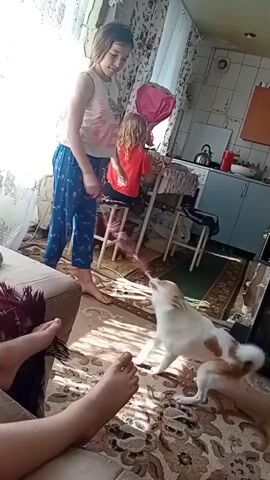A young girl in a white tank top and patterned pants stands on the left, holding a red and white toy that is dangling down. She is looking at a small white and brown dog that is positioned in the center of the frame, facing the girl. The dog is in a playful stance, with its hindquarters raised and its head looking up at the toy. In the background, a younger child in a red shirt sits at a table, and there are kitchen cabinets and a window with curtains. The floor is covered by a patterned rug. Two feet are visible in the foreground on the left side of the frame, suggesting the presence of another person or people. The scene appears to be indoors, in what looks like a living room or dining area. Sunlight streams in from the left, casting shadows on the floor.