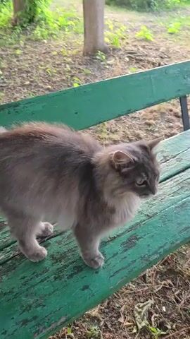 A fluffy gray cat with green eyes is standing on a green wooden bench outdoors. The cat looks directly at the camera, then lowers its head and walks away. The background shows trees and foliage.
