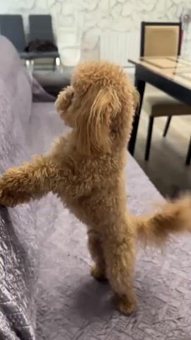 A medium shot reveals a light brown Toy Poodle standing on its hind legs on a light purple sofa with a textured pattern. The poodle is facing away and to the left in the first frame, with its paws resting on the back of the couch. The camera perspective shifts to the dog standing upright, turning its head to the left, then directly facing the camera. The dog has a fluffy coat and a short, docked tail. In the background is a dining table with a black top and wooden legs, surrounded by dark brown chairs. A blue bag is partially visible on the table. The room appears to be a living or dining area in a home setting. The poodle's ears are floppy. A voice is heard calling the dog's name, "Teddy."