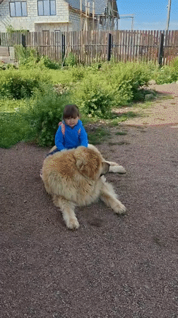 Kid and a big fluffy dog hang out on a gravel path