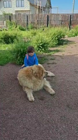 A young child wearing a blue sweatshirt and a pink backpack sits on the back of a large, fluffy, tan dog lying on the ground. The child is looking down at the dog. The dog is lying on its side with its legs extended. The background shows a wooden fence, green bushes, and houses. The ground is covered with gravel. The video is filmed outdoors during the daytime.