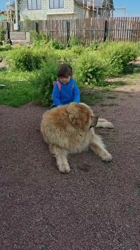 Kid and a big fluffy dog hang out on a gravel path