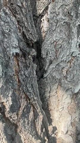 The video shows a close-up, static shot of the rough, gray bark of a tree. The bark has deep fissures and crevices, with some areas appearing darker and others lighter due to the play of light and shadow. The texture of the bark is detailed and appears dry and weathered. No people, animals, or other objects are visible in the frame. The background is entirely filled with the texture of the tree bark. The lighting suggests it might be daytime, with sunlight casting shadows across the bark's surface.