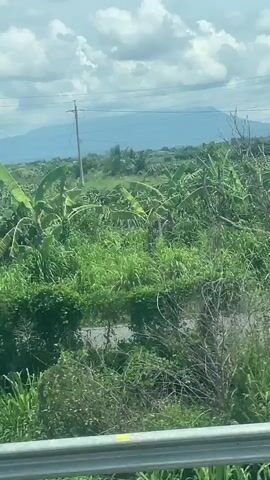 This video captures a view from a moving vehicle, likely a car or bus, looking out onto a rural landscape. The scene is dominated by lush green vegetation, including fields of what appear to be dragon fruit plants, characterized by their segmented, cactus-like stems. In the background, distant mountains are visible under a partly cloudy sky. There are some scattered structures, possibly agricultural buildings or small houses, and utility poles scattered throughout the area. The road or highway the vehicle is traveling on is partially visible in the foreground, with a metal guardrail running along its edge. The footage appears to have been recorded during daylight hours, with natural lighting illuminating the scene. The camera is relatively stable, suggesting the vehicle is not moving at a high speed. The overall impression is one of rural agriculture in a tropical or subtropical region.