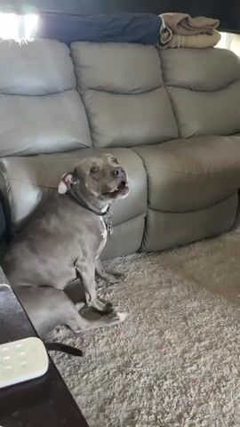 A grey pit bull sits on a cream-colored carpet in front of a grey leather couch, panting with its tongue out. The dog is wearing a black collar. The couch is in a room with natural light coming from a window. The camera then zooms in on the dog's face. Next, the camera focuses on a different dog, a Rottweiler, resting its head on the couch. A television remote control is visible on the couch next to the Rottweiler.