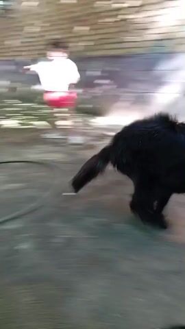 The video depicts an outdoor scene in what appears to be a yard. There's a concrete or paved area with trees surrounding it. In the beginning, a black dog is visible running towards the center of the frame. A girl with long hair, wearing a white t-shirt and red shorts, enters the frame. She throws a yellow ball and it passes by the dog, then she stumbles and falls. In the background, there's a building and some objects scattered around, including what looks like bricks and a bucket. The lighting suggests it is daytime.