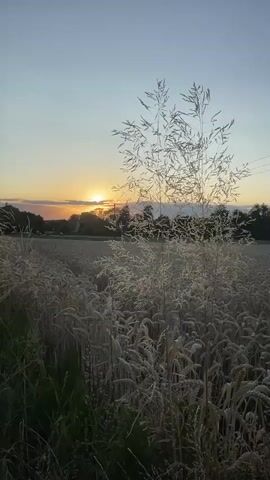 A vertical video captures a rural landscape at sunset. The sun, a glowing orb, is partially obscured by the horizon and appears to be setting behind a line of trees and buildings in the distance. The sky is a gradient of pale blue at the top, transitioning to a soft orange and yellow near the horizon, indicating the setting sun. In the foreground and midground, a field of tall, dry grass or wheat stretches across the scene. The grass is illuminated by the warm light of the setting sun, giving it a golden hue and creating a soft, hazy effect. The heads of the grass stalks are prominent, with a large stalk in the immediate foreground, its feathery branches catching the light. The overall impression is one of tranquility and the beauty of nature at the end of the day. No people or animals are visible in the video.