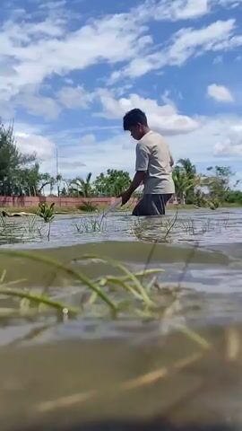 A person is standing in shallow water, preparing to cast a fishing net. The water has some plants growing in it. The sky is partly cloudy with a clear blue sky. In the background, there are trees and some structures.