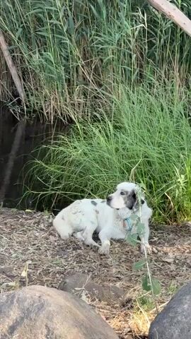 A medium shot shows a white dog with black markings lying on the ground. The dog is facing to the right of the frame and is looking off into the distance. It has a blue collar with some tags. The dog's fur is a bit disheveled, and it appears to be lying in dirt and leaves. Behind the dog, tall green grass grows in a dense patch. To the left of the grass, a dark body of water is visible. In the foreground, there are large gray rocks. The overall lighting suggests it is daytime.