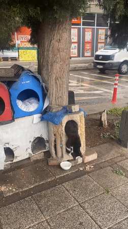 Street cat shelters documented during rainy day in Çekmeköy