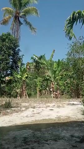 The video shows a view of a tropical outdoor area with various types of trees. There are several banana trees, a tall coconut palm tree, and other leafy green trees and foliage. The ground appears to be dirt or sand, with some dry grass and small plants. The sky is clear and blue, suggesting a sunny day. The perspective appears to be from a low angle, possibly from the ground level or a slightly elevated position. There are no people or animals visible in the frame.
