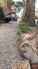 Tree roots breaking through a cracked New York sidewalk