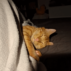 Pets caught napping in peaceful morning moments in Varna