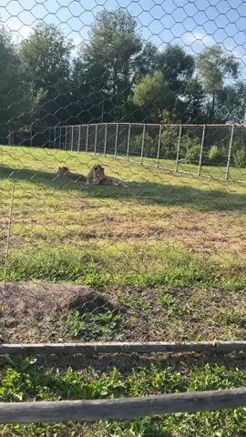 The video captures a fenced-in outdoor enclosure where two lions are resting on a grassy area. A male lion with a prominent mane is lying down on the right side of the frame, while a lioness is lying down to its left. The enclosure is secured by a wire mesh fence, which is visible in the foreground and across the background. The environment appears to be a sunny day, with trees and vegetation visible beyond the enclosure. The lions are still and appear relaxed.