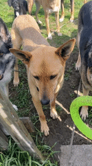 Dogs gather in spring yards across Nizhny Tagil