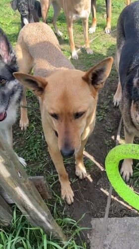 Dogs gather in spring yards across Nizhny Tagil