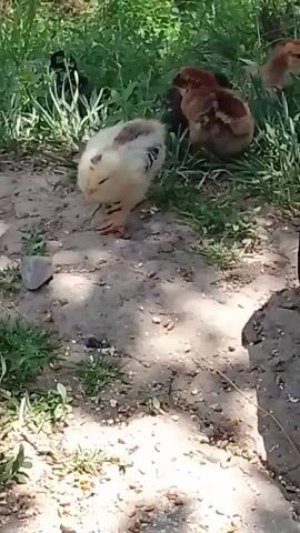 A fluffy yellow and brown chick pecks at the ground in a dirt and grass area. Two other chicks, one brown and one black, are visible in the background. A hen with a red comb and wattles approaches and pecks near the yellow chick. The sun is shining, casting shadows on the ground.