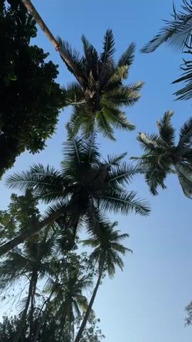 This is a vertical, upward-facing shot of several palm trees against a clear blue sky. The leaves of the palm trees are dark green and appear lush. In the upper left quadrant, there is also a dense green tree with smaller leaves. The camera is positioned low, looking up through the palm fronds. The lighting suggests it is daytime, possibly late afternoon or early morning, with the sun illuminating the undersides of the leaves. There are no people or other objects visible in the frame.