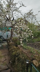Spring garden bloom captured in Donskoye backyard