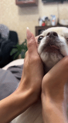 Fluffy Chihuahua gets a close-up photo session in Moskovskiy