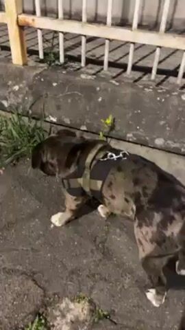 A merle colored dog in a harness is sniffing and eating grass on a dark city street beside a low, white and yellow fence. Patches of old dried grass litter the ground around the dog.
