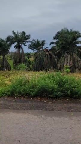 The video depicts a landscape with several palm trees and other greenery under a cloudy sky. The camera appears to be moving, capturing the scenery from a roadside view. The ground is a mix of brown earth and green vegetation.