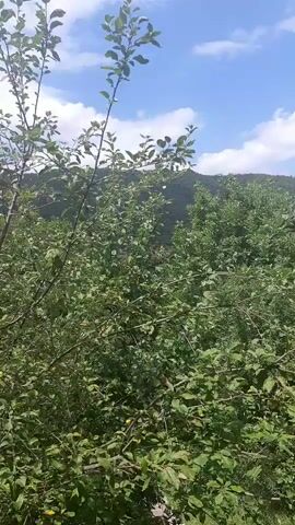 A camera pans across a view of green foliage and trees under a blue sky with scattered white clouds. The camera movement is shaky, suggesting it might be hand-held. The scene appears to be outdoors, possibly in a natural setting like a forest or a hillside covered in vegetation. The lighting indicates it is daytime. No people or specific objects are clearly identifiable beyond the natural elements.