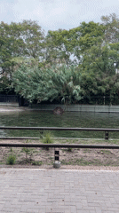 Evening zoo visit captures diverse wildlife at Buenos Aires Ecoparque
