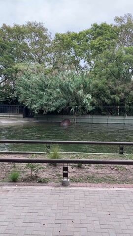 The video shows a hippopotamus submerged in water at a zoo. Only the top of its head is visible. The animal is in a pond-like enclosure with lush green plants surrounding the edges. A gray metal fence separates the viewer from the enclosure. A paved walkway with brick-like patterns runs along the viewing area. The weather appears overcast.
