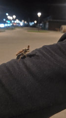 May beetle spotted on sleeve near walkway in Chaikovsky