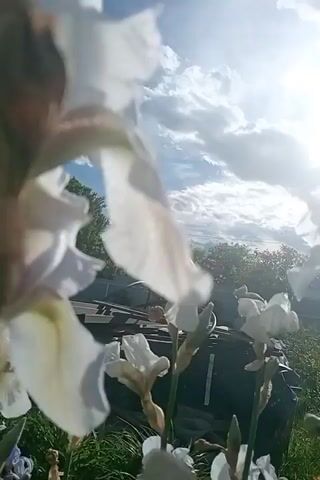The video shows a field of white iris flowers under a bright blue sky with scattered white clouds. The sun is shining brightly, partially obscured by the clouds. In the background, there are trees and a black object, possibly a tank. The flowers are the primary focus, with their petals catching the sunlight. The camera angle is low, looking up towards the sky through the flowers. There are no people visible in the video.