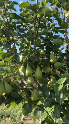 The video shows a pear tree heavily laden with unripe pears. The pears are a light green color and are clustered together on the branches. The tree is outdoors in what appears to be a garden or orchard, with green foliage and some dry ground visible below. The sunlight suggests it is daytime. There are no people or animals visible in the video. The camera appears to be held steady, with slight movements as it pans across the tree.