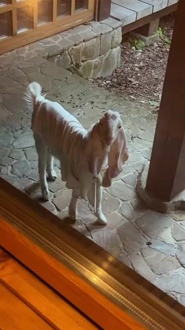 A young goat with long, floppy ears stands on a paved patio. The goat is wearing a white garment that resembles a dress or a cape, covering its body from the neck down. The garment has what appear to be straps that go around its legs. The goat's head is tilted slightly, and it looks towards the right of the frame. Its expression is neutral.

The setting appears to be outdoors, possibly a backyard or garden area, with stone paving on the ground. In the background, there's a wooden structure, possibly part of a house or a deck, with a railing. There's also a stone wall and some foliage, including dry leaves scattered on the ground. The lighting suggests it might be late afternoon or early evening, with soft shadows. The overall mood is calm and domestic. There is no visible text in the media file.