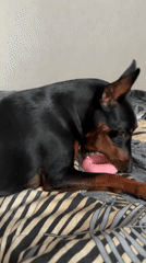 Min Pin plays with a pink toy and lounges around the house