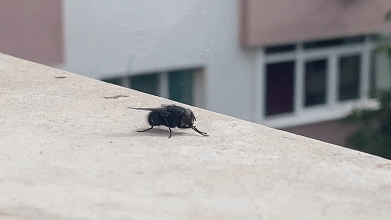 Fly photographed on concrete surface in Blagoevgrad, Bulgaria