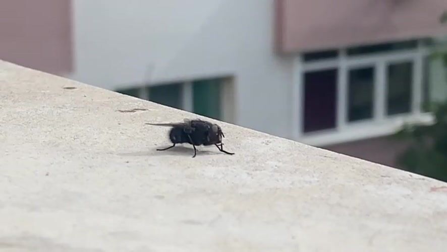 Fly photographed on concrete surface in Blagoevgrad, Bulgaria