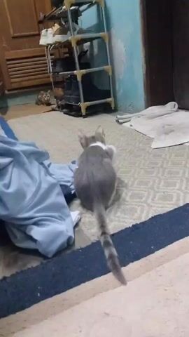 A cat is on a carpet facing away from the camera. The cat is gray and white with a striped tail. To the left of the cat is a pile of blue fabric. In the background, there is a shoe rack with shoes on it and a wooden cabinet. There is also another cat in the background. The room is dimly lit.