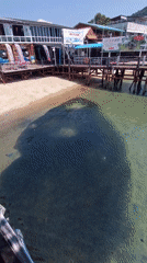Large fish school observed near Ko Tao pier