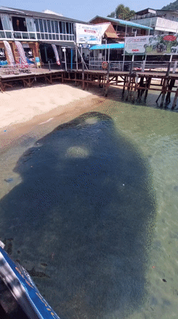 Large fish school observed near Ko Tao pier