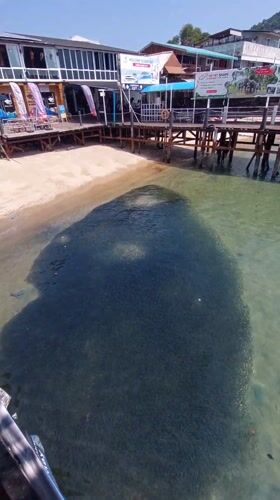 Large fish school observed near Ko Tao pier