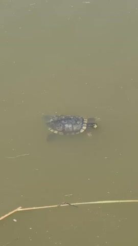 The video shows a turtle swimming in a murky body of water. The turtle is small, with a gray and yellow shell. It is swimming slowly and deliberately. The water is brown and unclear, with some debris floating on the surface.