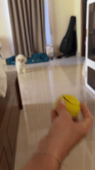 White poodle Basha plays with tennis ball in Indonesia home