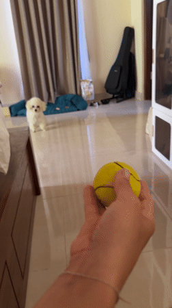 White poodle Basha plays with tennis ball in Indonesia home