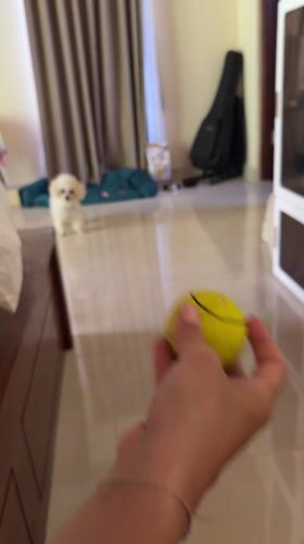 White poodle Basha plays with tennis ball in Indonesia home
