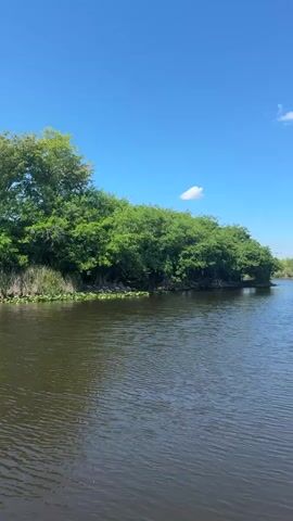 The vertical image depicts a serene natural landscape, likely a wetland or slow-moving river, under a brilliant blue sky. The majority of the frame is occupied by the calm, dark water, which shows subtle ripples on its surface. Along the banks, lush green trees and dense foliage create a vibrant border, with some reeds or grasses visible closer to the waterline on the left. The trees appear healthy and full, indicating a thriving ecosystem.

The sky is a clear, vibrant blue with only a few small, wispy white clouds scattered across it. The strong, direct illumination suggests it is daytime, likely mid-morning or early afternoon. The weather appears sunny and clear. There are no people or man-made objects visible, emphasizing the natural beauty of the environment. No text is present in the image. Given the provided context of Fort Lauderdale, United States, this scene is characteristic of the Florida Everglades or similar subtropical marshlands in the region. The overall impression is one of peaceful, untouched nature.