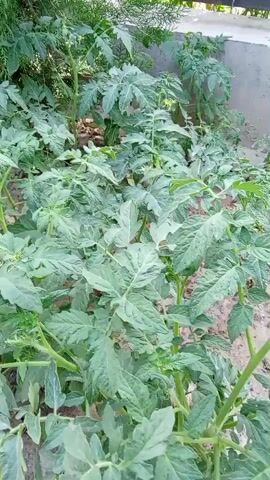 This is a video of young tomato plants growing in soil. The plants have green leaves and are supported by thin stems. The background includes a coniferous tree and a concrete structure. The lighting suggests it is daytime.