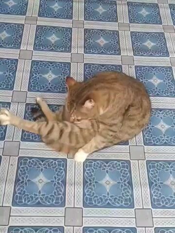 The video shows a brown tabby cat, with a white chest and paws, sitting on a blue and white patterned tile floor. The cat is grooming itself, licking its back leg while lying in a curled position.