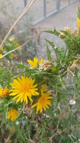 A close-up video shows a thorny plant with bright yellow flowers and green leaves. The plant is in focus, with the background blurred, suggesting it is outdoors in a natural setting. The video pans slightly, showcasing the details of the flowers and the spiky structure of the plant. Some dried seed pods are also visible, indicating the plant is in a later stage of its life cycle. The lighting suggests it is daytime, possibly overcast. There are no people or animals clearly visible in the video, though there are some small white objects that could be snails.
